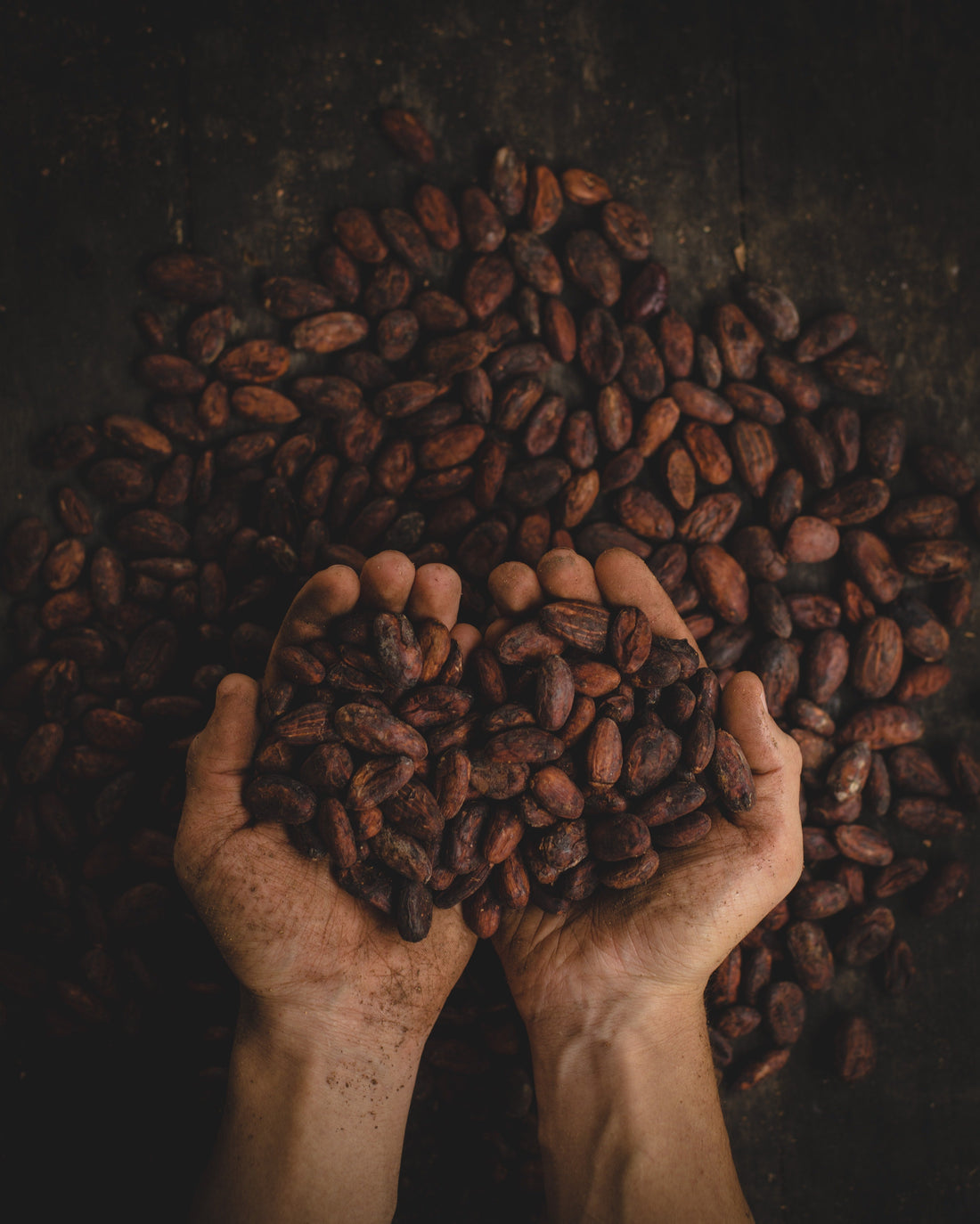 The Story of Bean-to-Bar: Criolla Cocoa